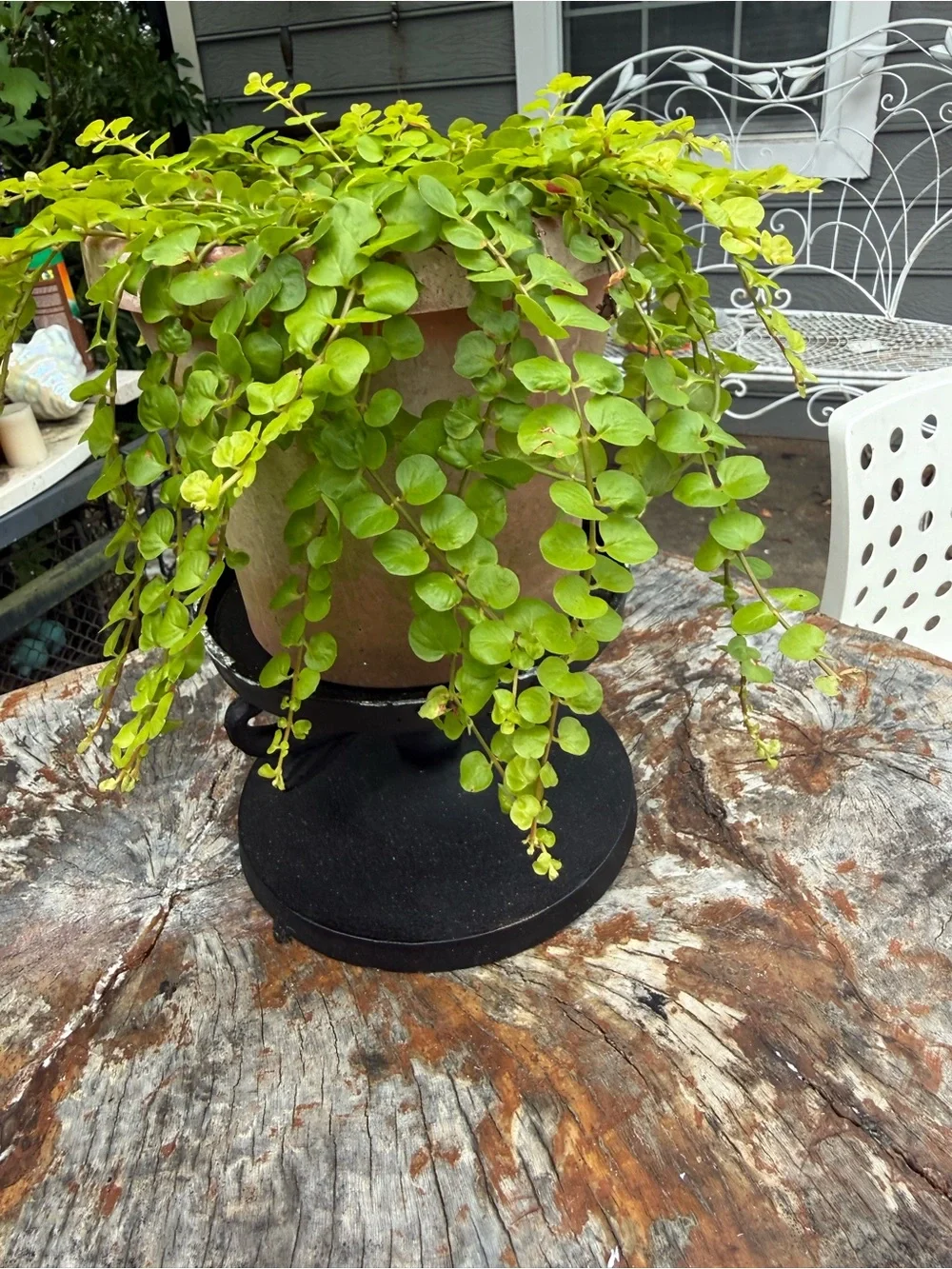 Black Cast Iron Pedestal Display Stand